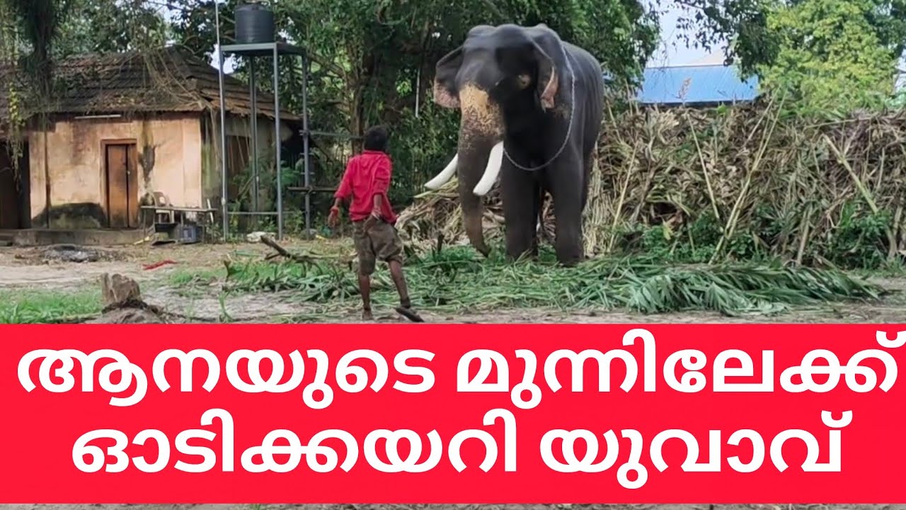 മരണക്കളിയുമായി യുവാവ്🙏 elephant attack new video #elephantattack #keralaelephant #elephant 
