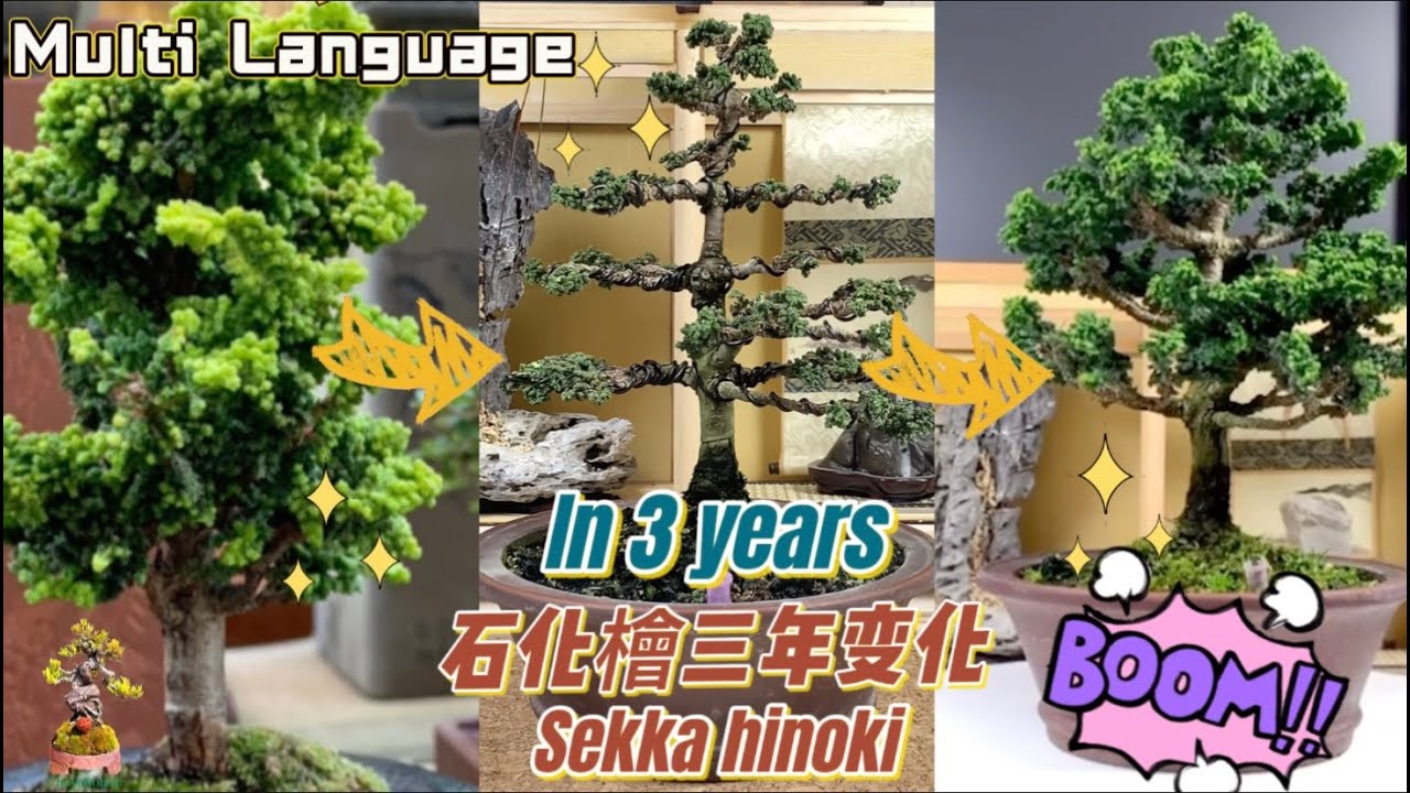 How I Transform Sekka Hinoki Cypress Bonsai into this in 3 years As a Bonsai Beginner |盆栽初学者的3年石化檜旅程