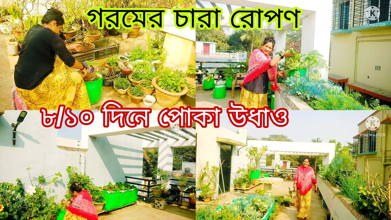 8/10 dinei gacher poka udhao.. Garomer chara ropon. #roofgarden 