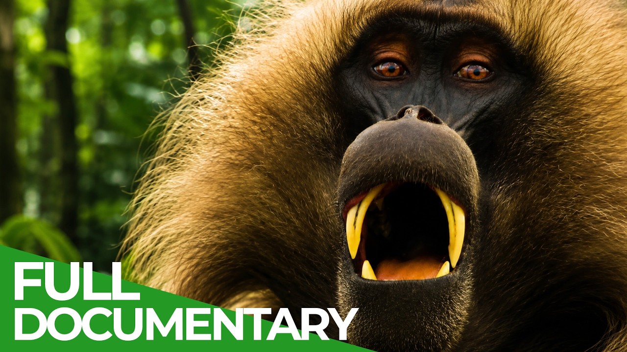 Rumble in the Jungle | Wildest Survival | Free Documentary Nature