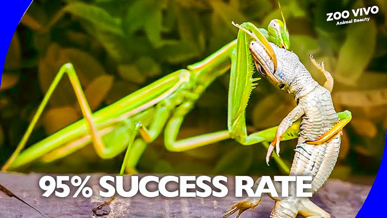 20 Insect Predators with Genius Hunting Tricks