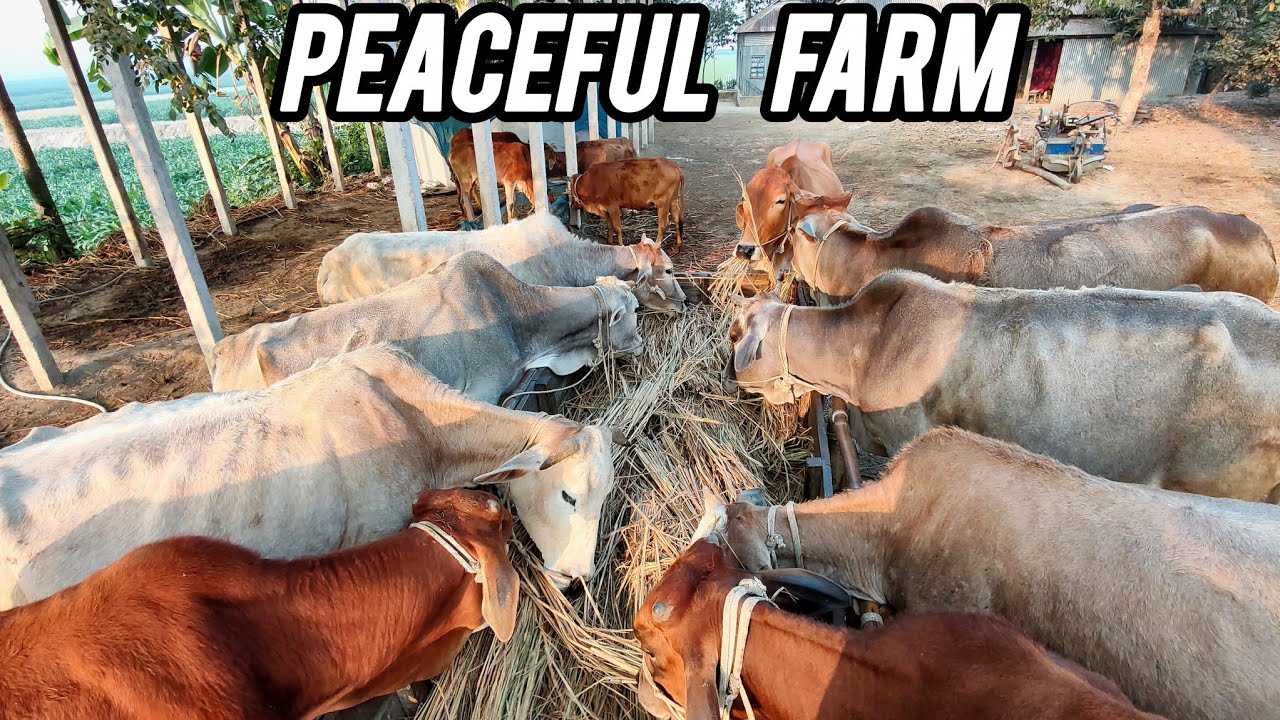 Hungry Cow Enjoying Hay Snack -rural animal life