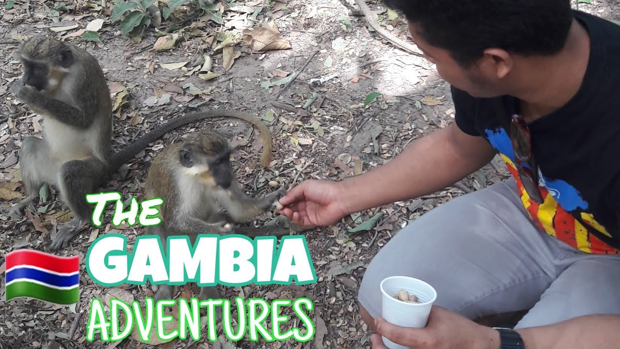 The Gambia Adventure!  Meeting MONKEYS and CROCODILES!  | EngineCadet Perl | Travel Vlog #7