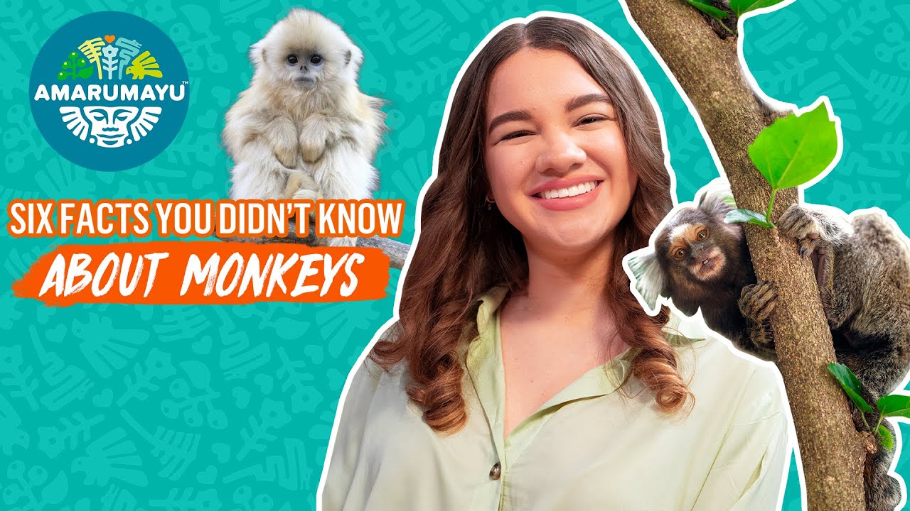 SIX Facts you Didn&rsquo;t Know About MONKEYS 🐒  | AMARUMAYU Community