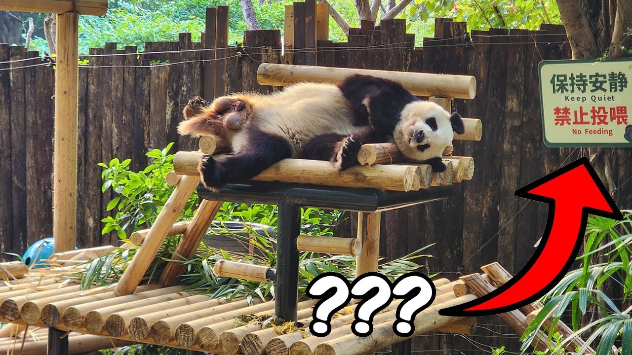 Giant Panda Visit 🐼 | Kids Feeding Wild Animals? 🇨🇳 (Shenzhen Safari Park)