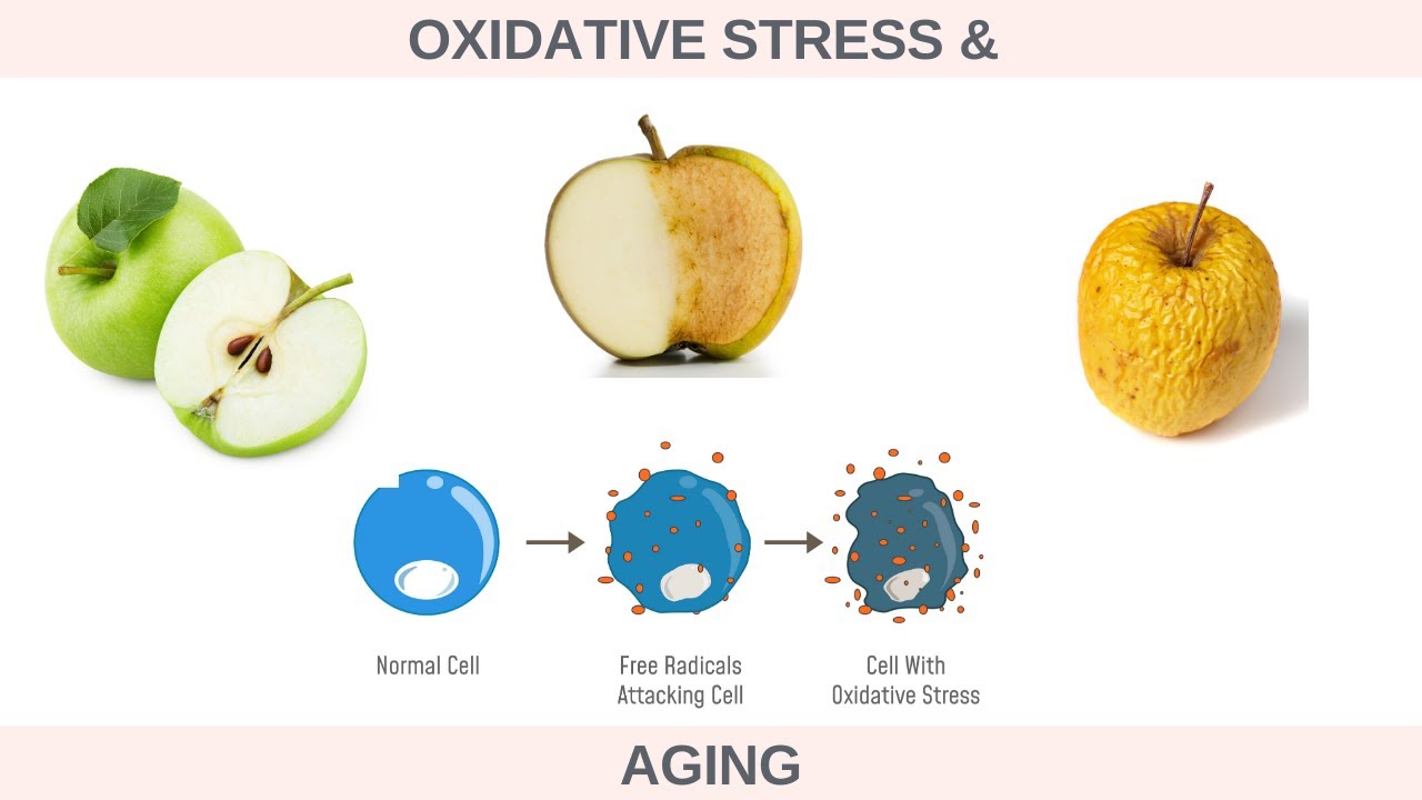 What is Oxidative Stress & How it Contributes to Premature Aging?