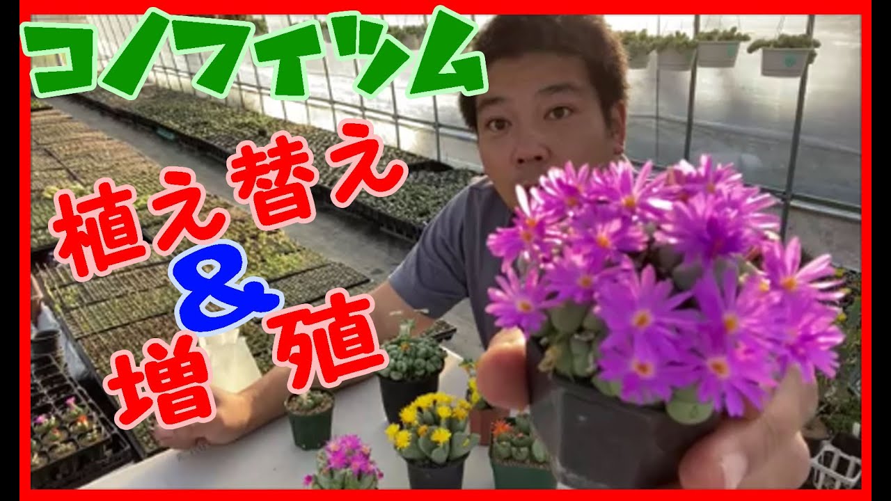 コノフィツムの植え替えと増殖！Conophytum メセンを楽しもう！