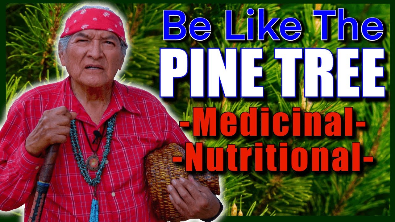 Native American (Navajo) Medicinal, Nutritional, & Utilitarian Use of Pine Tree