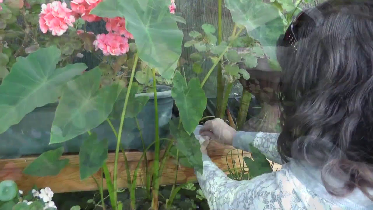 Growing Dome Greenhouse Frog Release Party