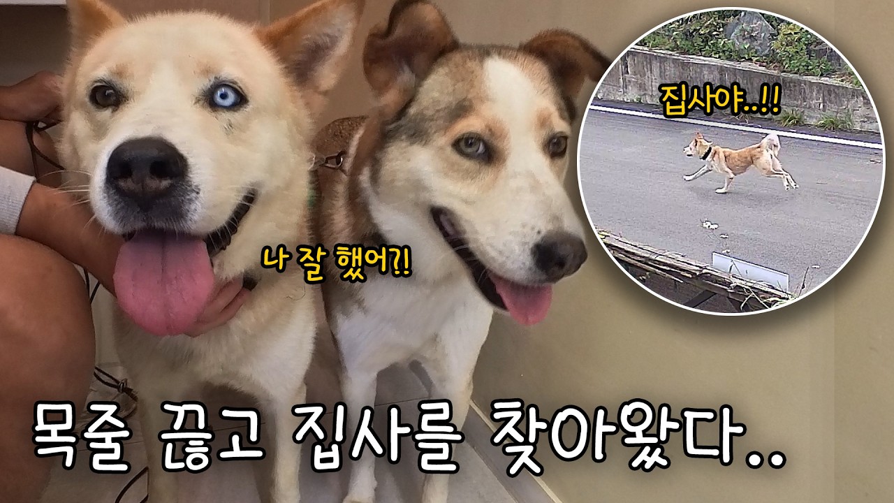 (5편) 길에서 유기견을 주웠다.. 난 고양이 집사인데..
