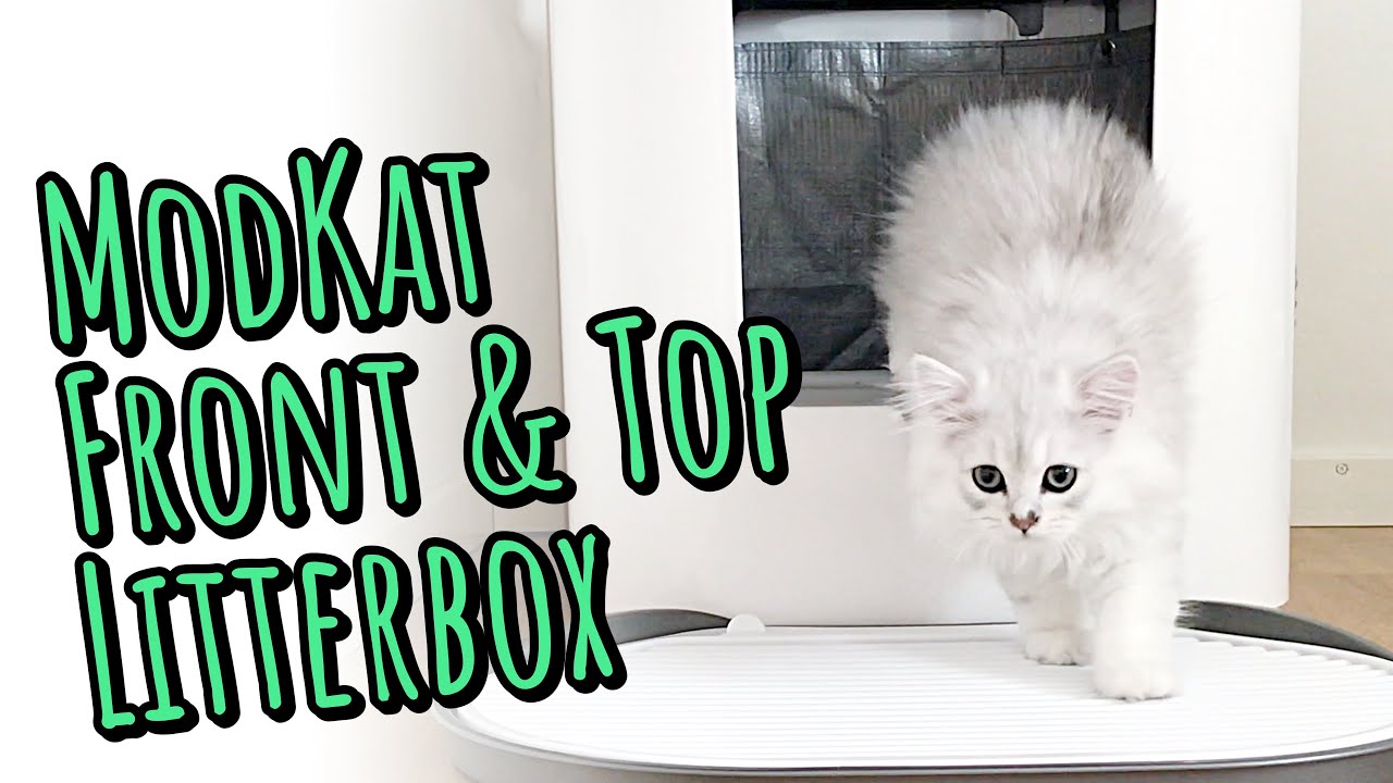 Modern toilet for modern cats - British Longhair kitten unboxes Modkat top+front loaded litter box