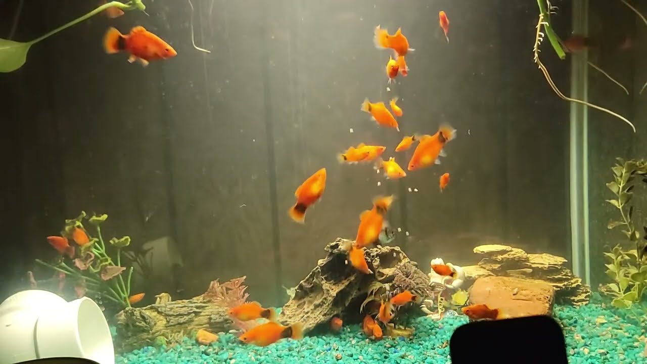 #WatchingFish to Escape the #StateOfTheUnion Address