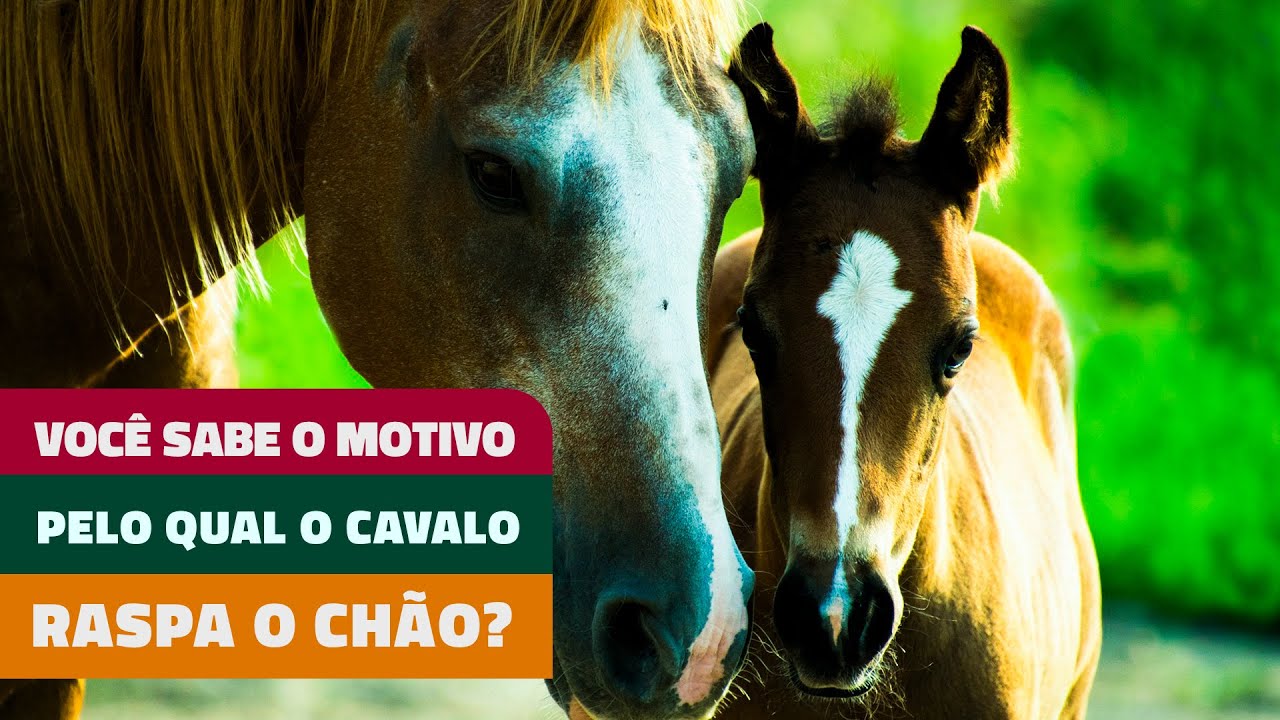 VOCÊ SABE O MOTIVO PELO QUAL O SEU CAVALO RASPA O CHÃO?