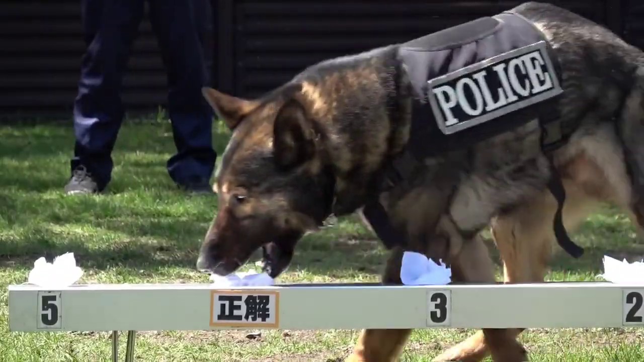 鑑識のお仕事