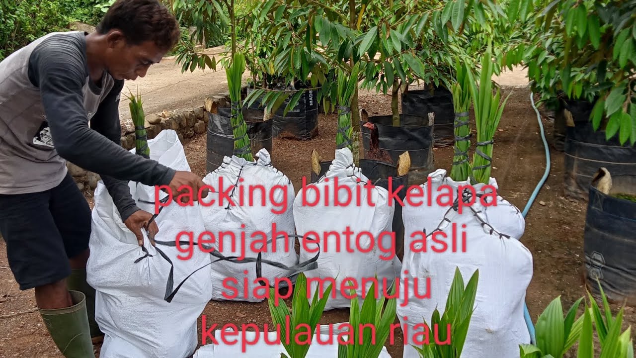 Bibit kelapa genjah entog asli siap kirim ke riau