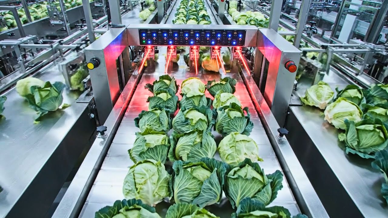 Inside the 100,000 LB Cabbage Plant – Hypnotic Technology Behind Modern Coleslaw Production