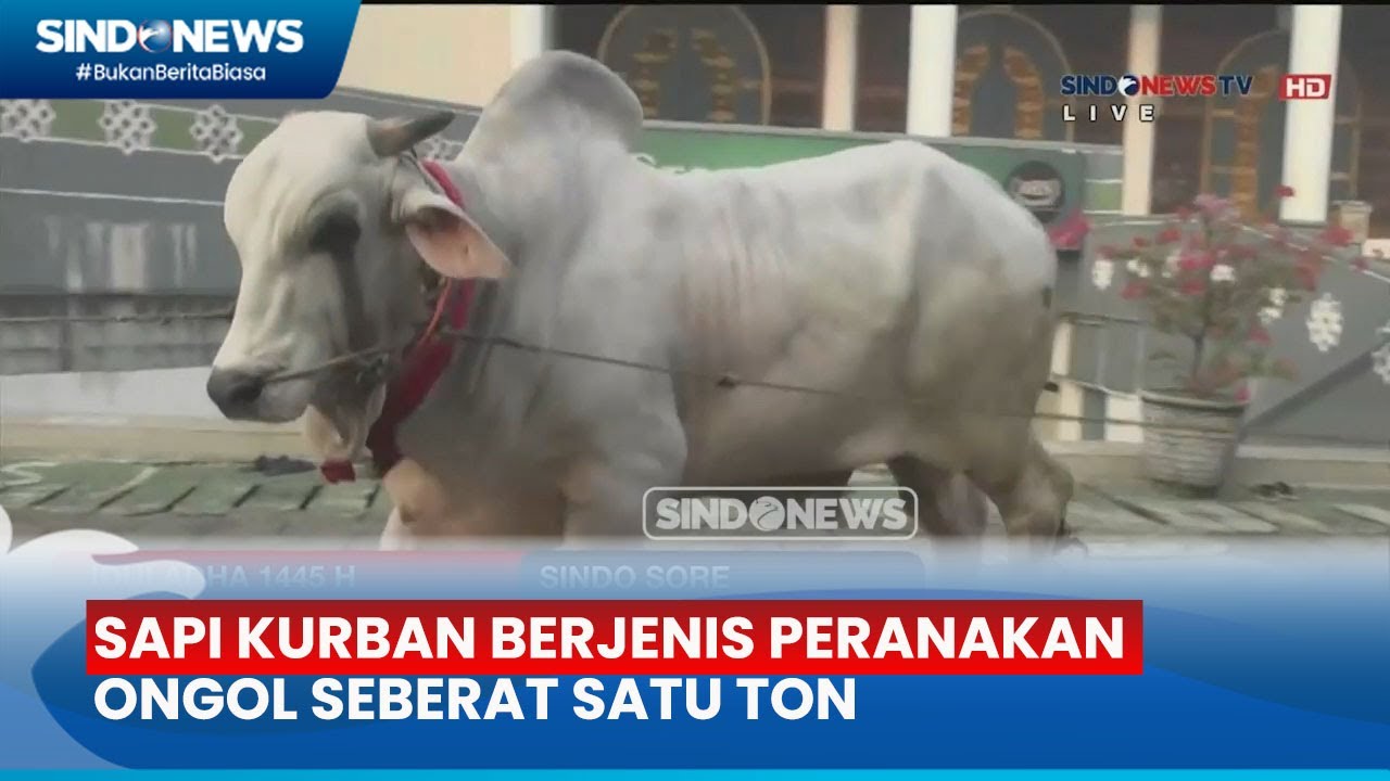 Presiden Jokowi Kurban Sapi Satu Ton di Masjid Surabaya - Sindo Sore 16/06