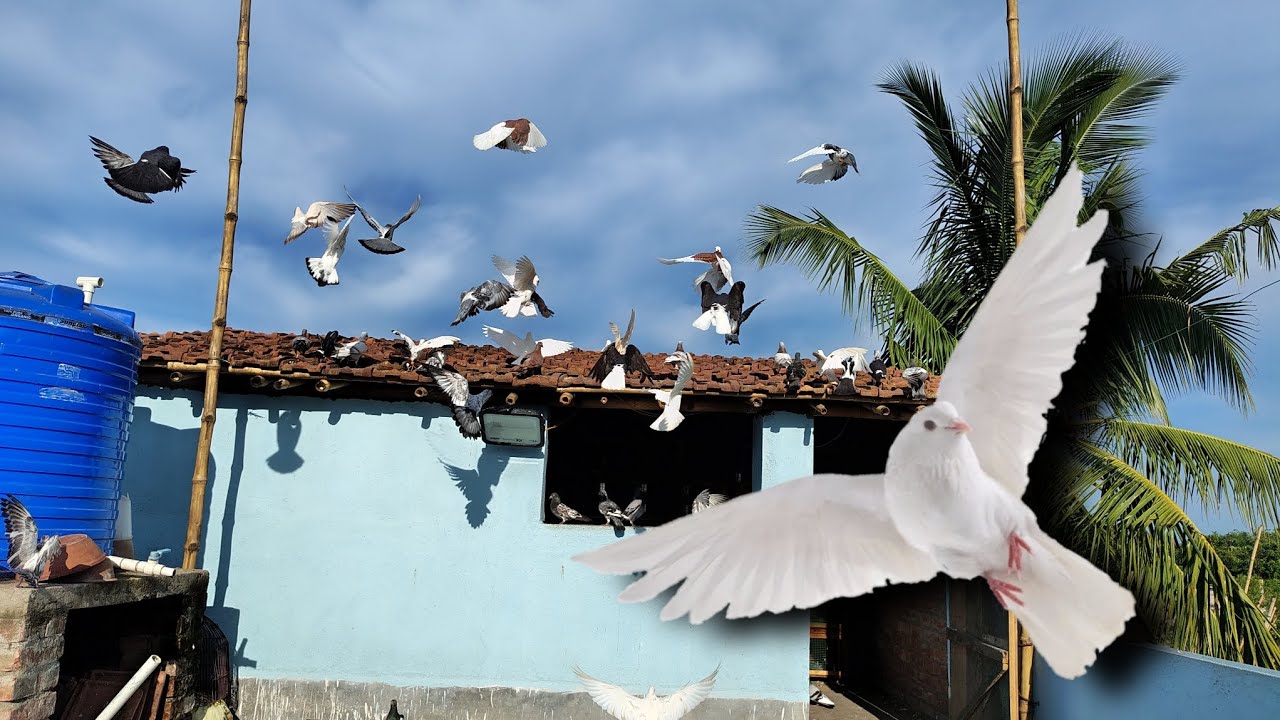 আজ হঠাৎ নতুন পায়রা হাতে লাগলো | দেখুন কি করলাম 🕊️