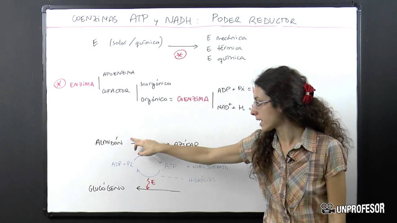 Coenzimas ATP y NAD: obtenci&oacute;n de energ&iacute;a