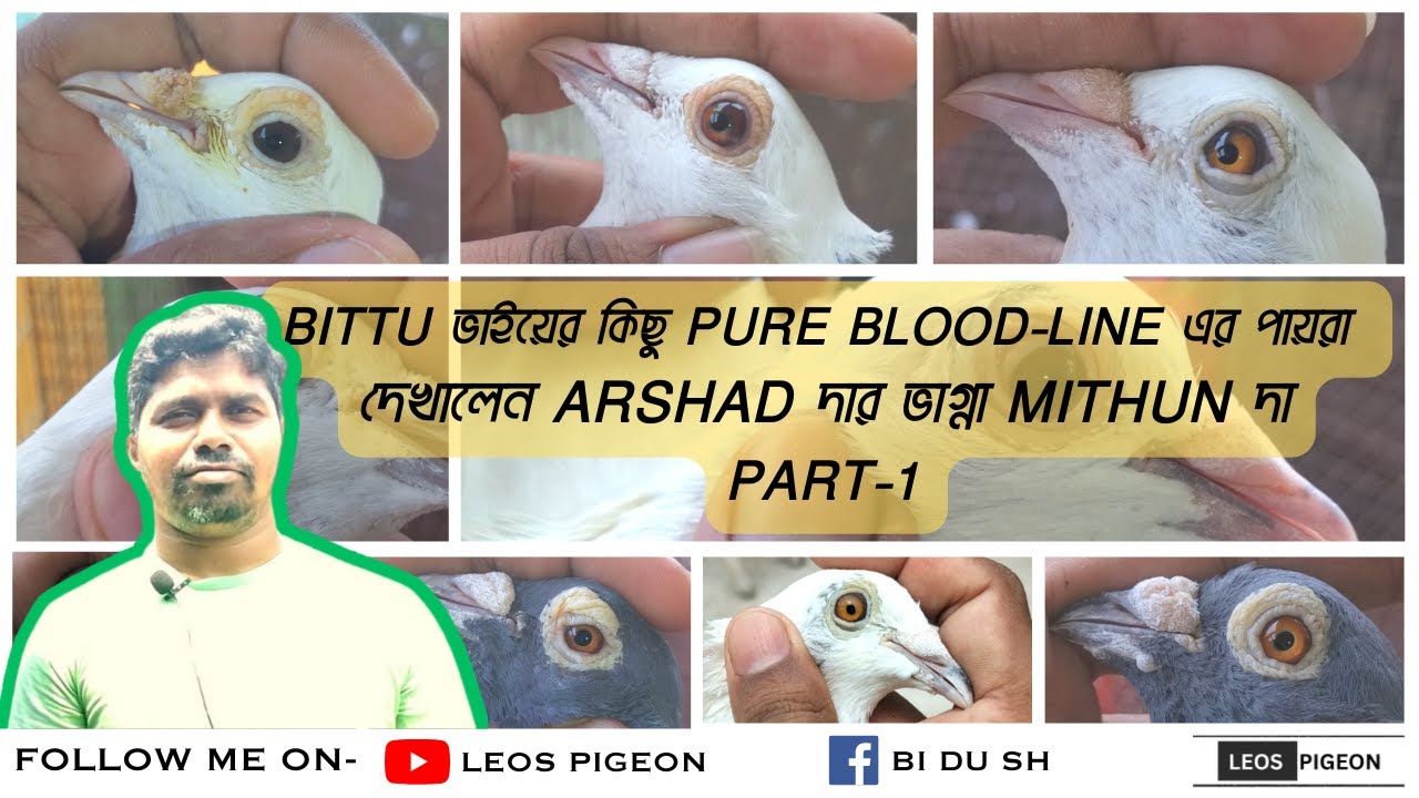 BAURIA তে লুকানো  BITTU ভাইয়ের পায়রার খনি PURE ARSHAD BLOOD-LINE || PART- 1 || @LEOSPIGEON