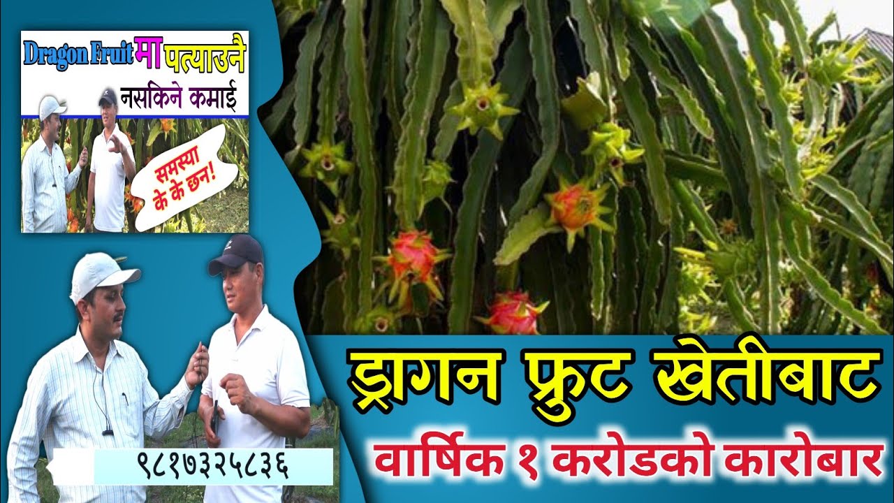 Dragon Fruit | Dragon Fruit Farming💥|| Dragon Fruit  Nepal✅#dragon
