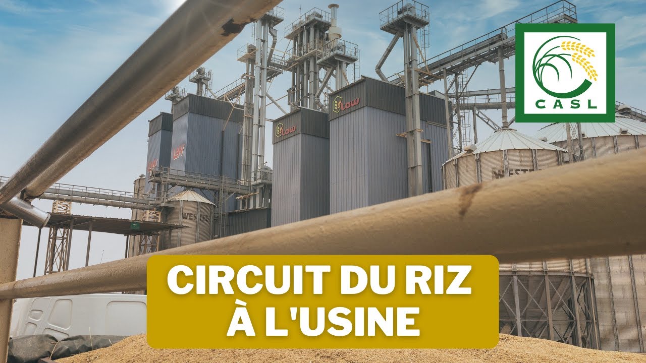 Le circuit du riz paddy au sein l'usine