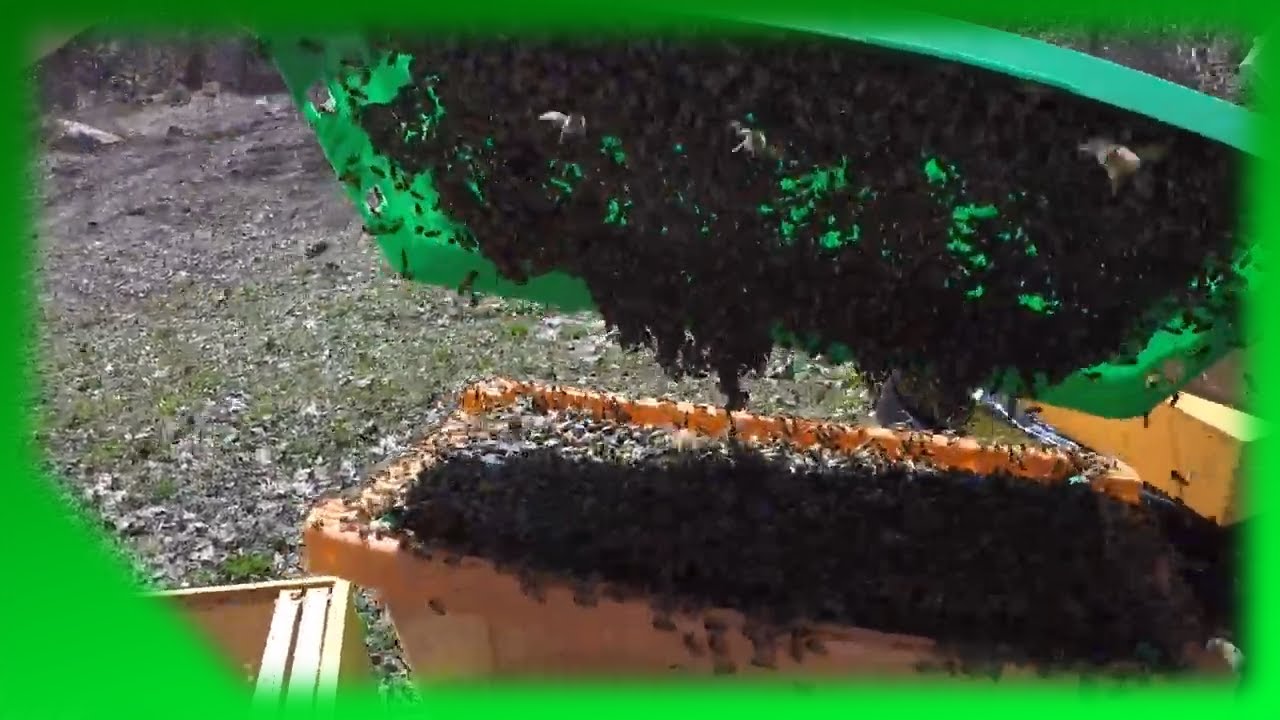 It's my Bee Day,  and I'm Installing Nucs April 7th 2020