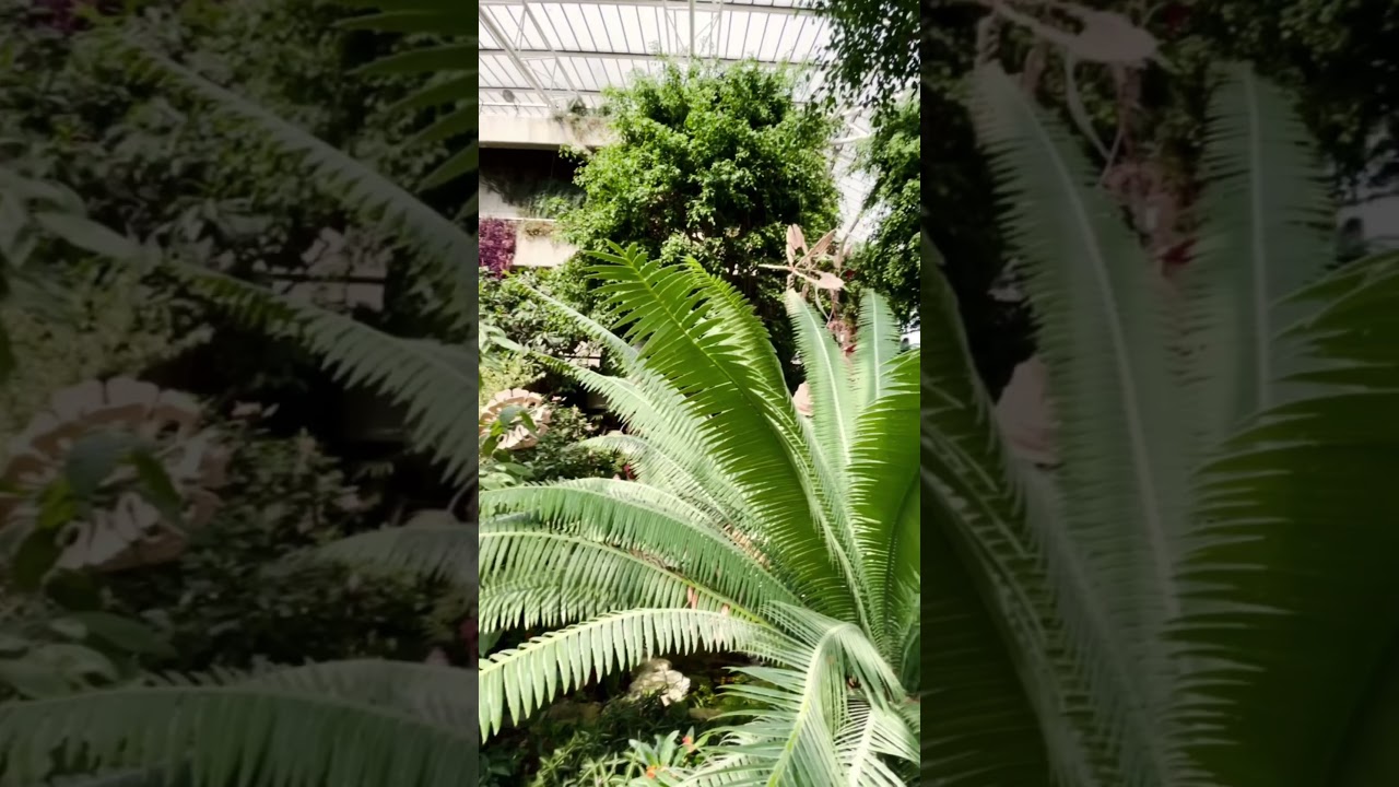 Amazing conservatory with 1500 rare & endangered plants and trees in the centre of London #london