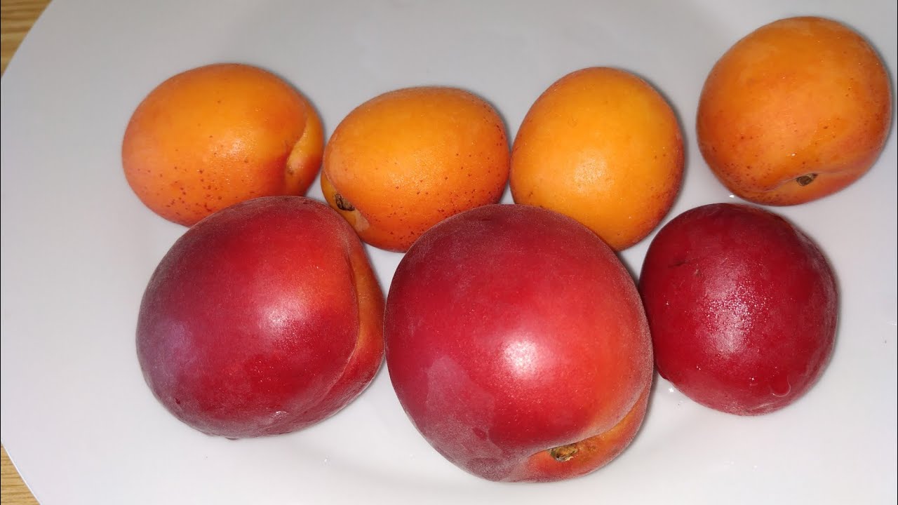 Red Apricot or Plumcot? 'Fuego' vs Apricot 'Flopria'