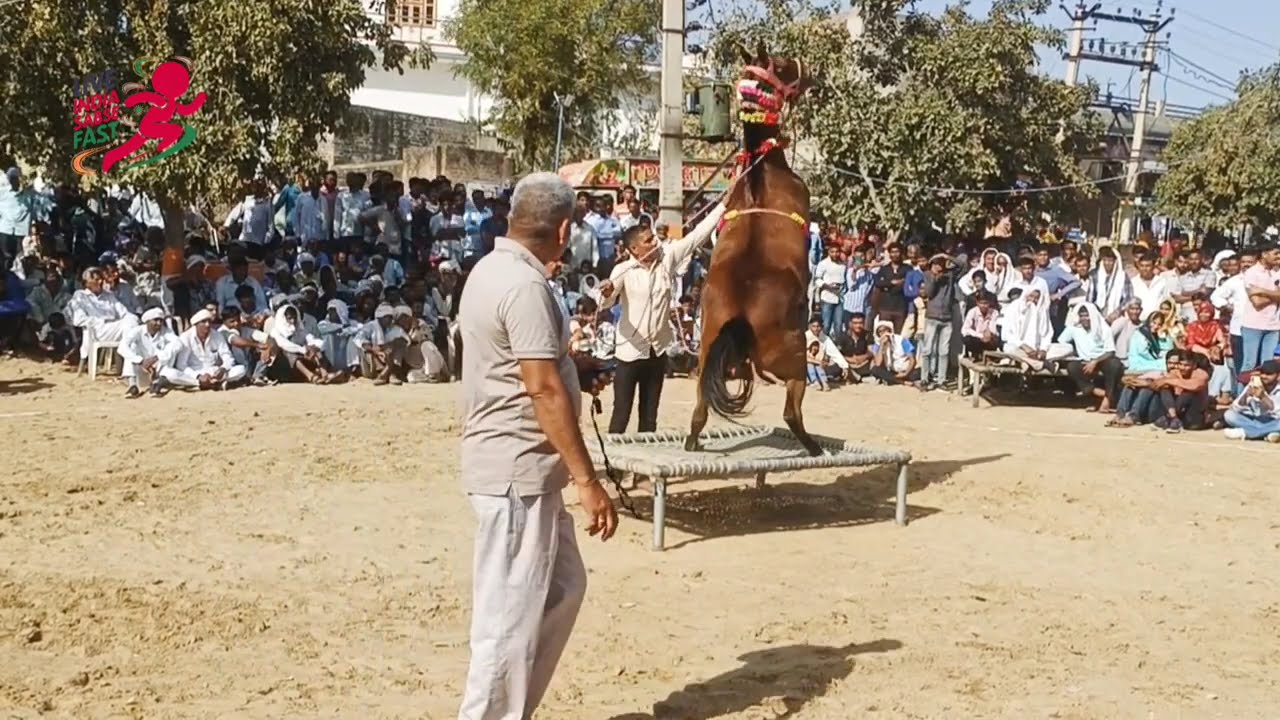 घोड़े का धाकड़ डांस Karkar बीट पर | Horse Dance Video | Ghoda Dance Show 2025
