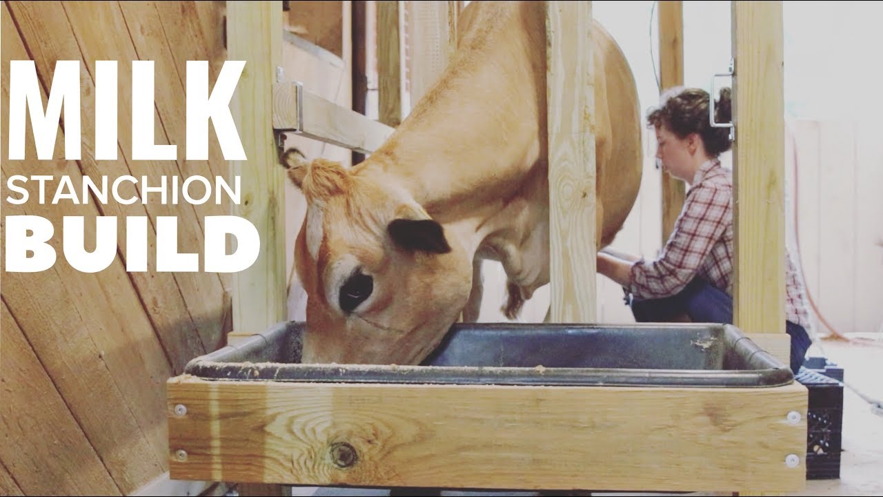 How To Make a Cow Head Gate for a Milking Stanchion