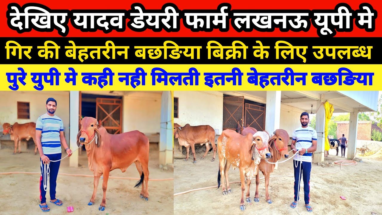 देखिए यादव डेयरी फार्म पर बेहतरीन गिर की बछङिया बिक्री के लिए उपलब्ध || yadav dairy farm gosainganj