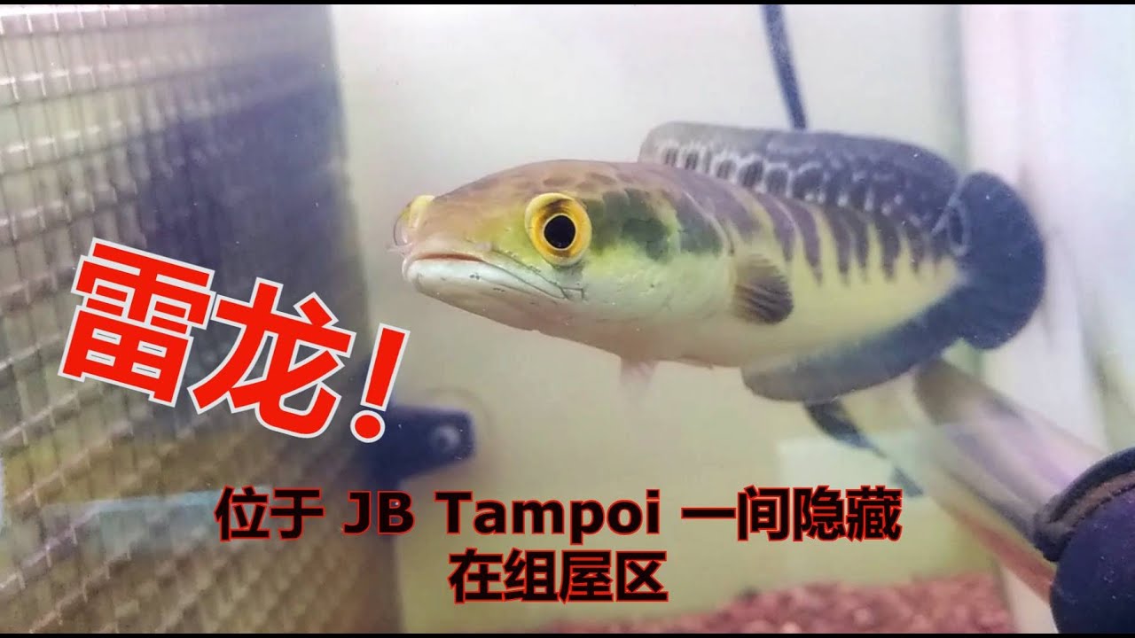 雷龙！ 位于 JB Tampoi 一间隐藏 在组屋区 水族馆 THE ANIMALIA