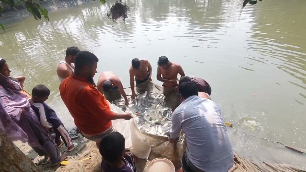 গ্রামে সবাই মিলে পুকুরে মাছ ধরলো||Grammy Chaupai mile Fukre mass durla||Md Ratul new vidio