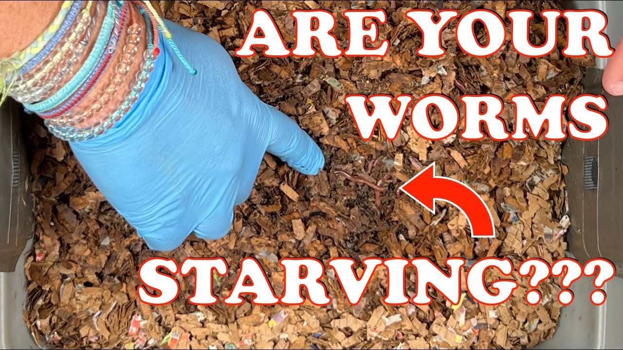 Should You Feed Your Worms More Food? | Vermicompost Worm Farm