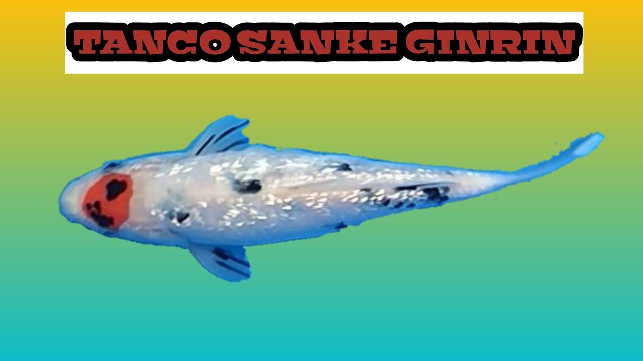 IKAN KOI TANCHO SANKE GINRIN KOI FISH