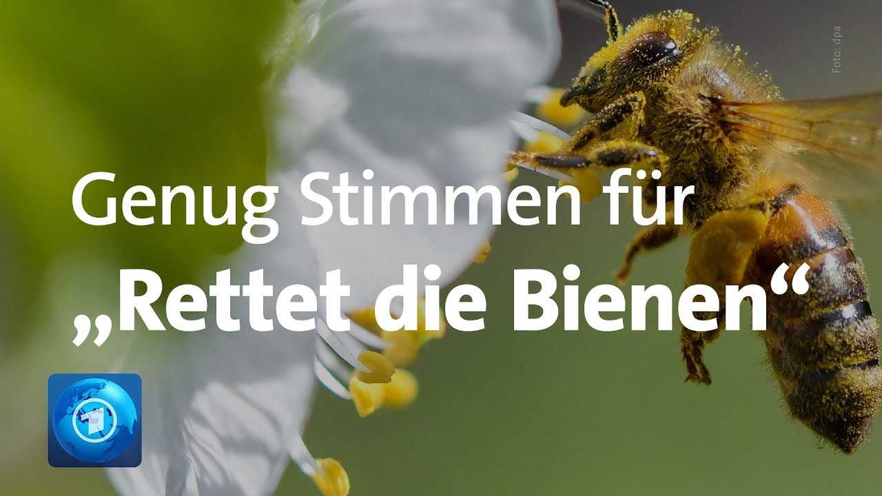 „Rettet die Bienen“: Volksbegehren in Bayern erfolgreich