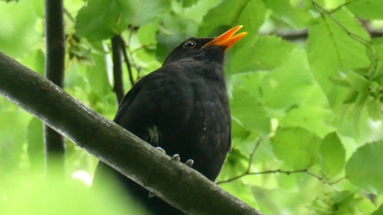 Amsel Gesang 🌞 Entspannung Naturger&auml;usche - Vogelstimmen im Wald 🌞 Die sch&ouml;nsten Vogelstimmen ▶️4K
