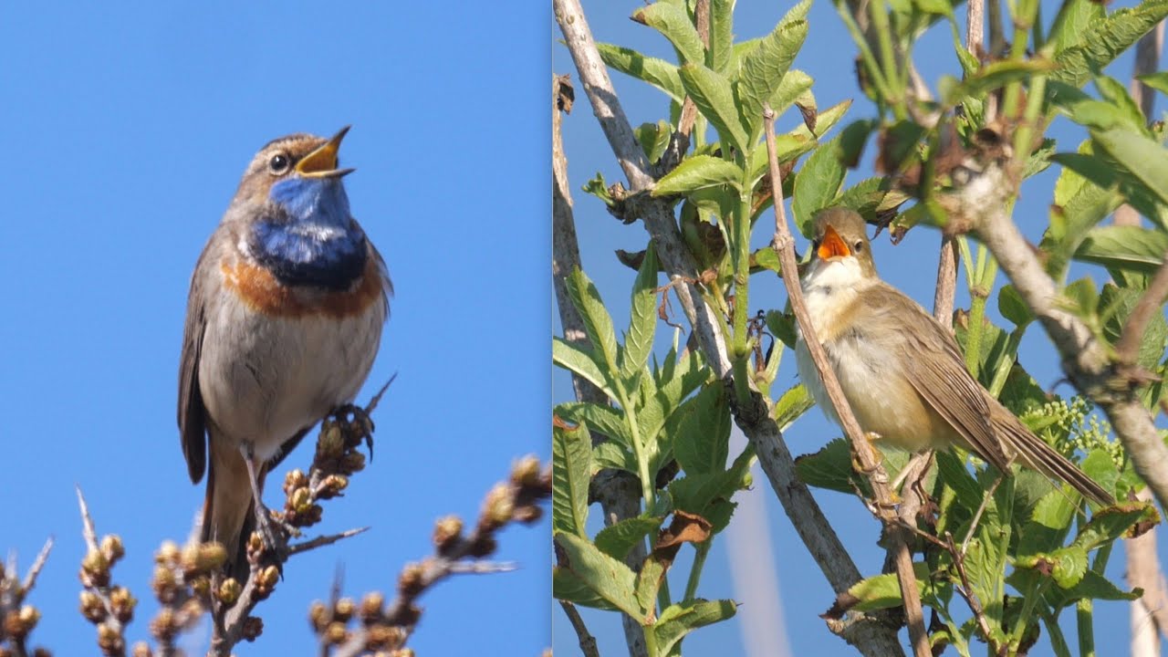 Songbirds in Reedbeds