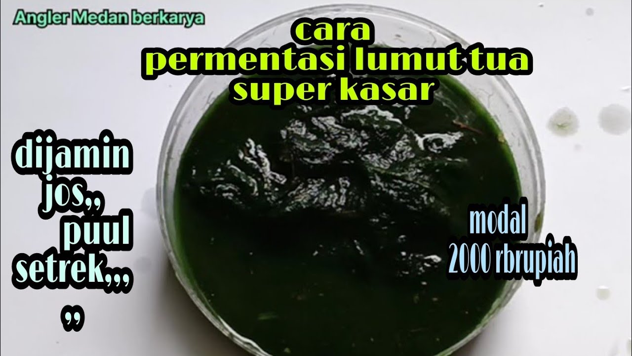 cara mempermentasi lumut super kasar menjadi lembut,langsung di uji coba