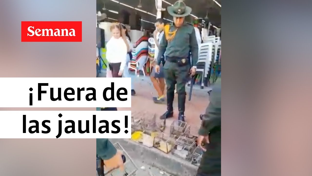 Rescatan aves en extinción en el mercado de Barranquilla | Videos Semana
