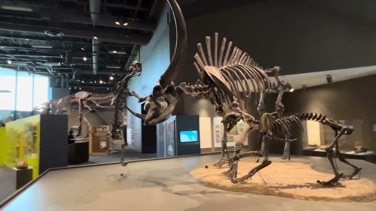 Prehistoric Bison Exhibit3. #viralvideo #viral #shortsvideo #shortvideo #shorts #short #buffalo