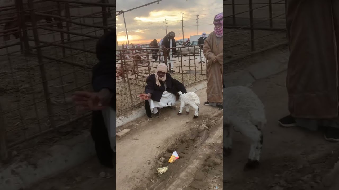 سوق الغنم اليوم