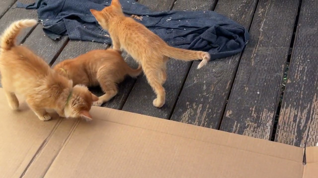 Котята Orange Joy #кот #котенок на террасе