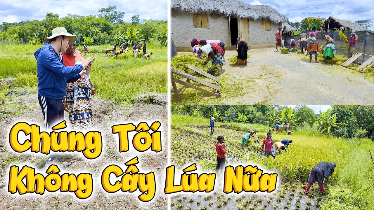 Chúng Tôi Gặt Xong Sẽ Không Cấy Lúa Nữa, Tại Sao Bà Con Nhất Quyết Muốn Dừng Trồng Lúa Vụ Này?