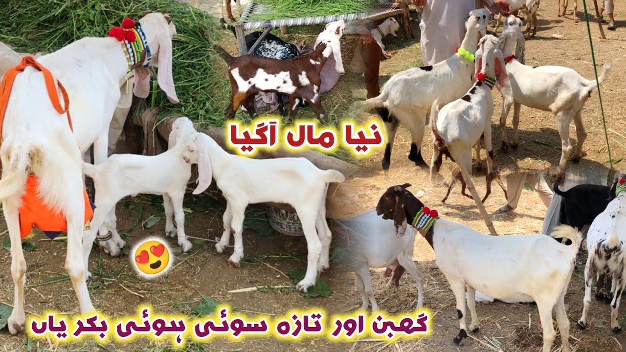 Bakra Mandi Peshawar New Updates 2024 | Dairy Goats With Kids | Sarband Bakra Mandi | Izhar Ali Shah