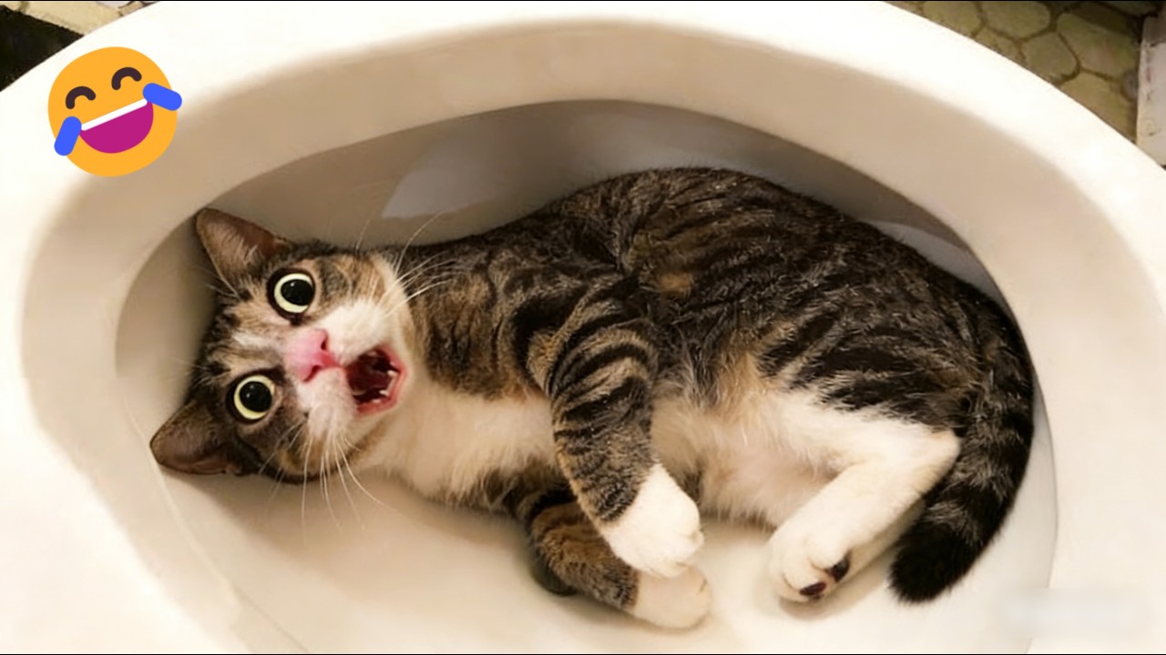 You Laugh You Lose 😹 Funniest Cats and Dogs 2026🤣🐱🐶🐶  / Part 23