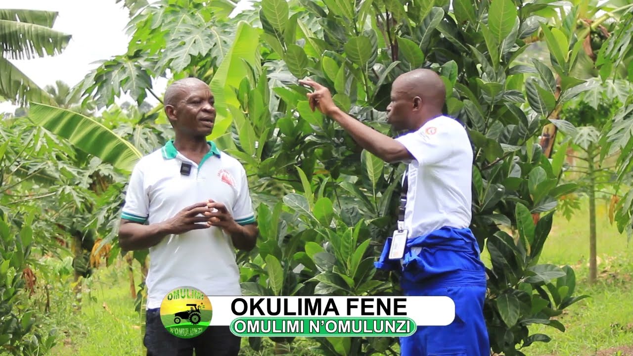 Okulima fene part three