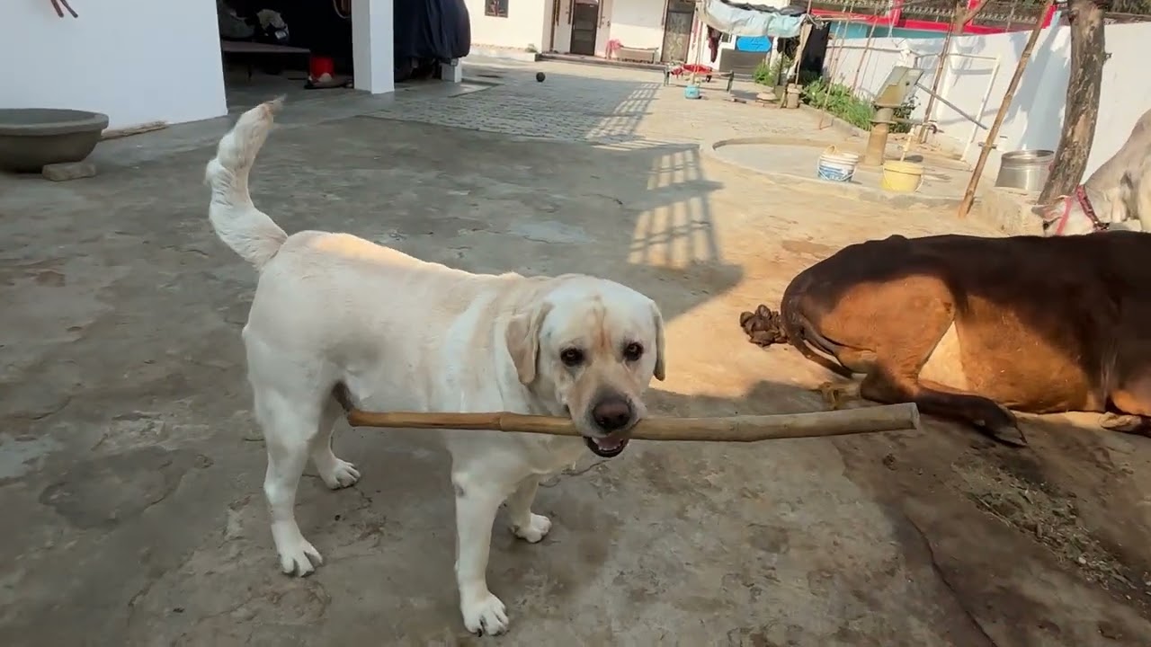 Bhai ke dushman aage ⚔️😳🤯\\ sabkikhushi 