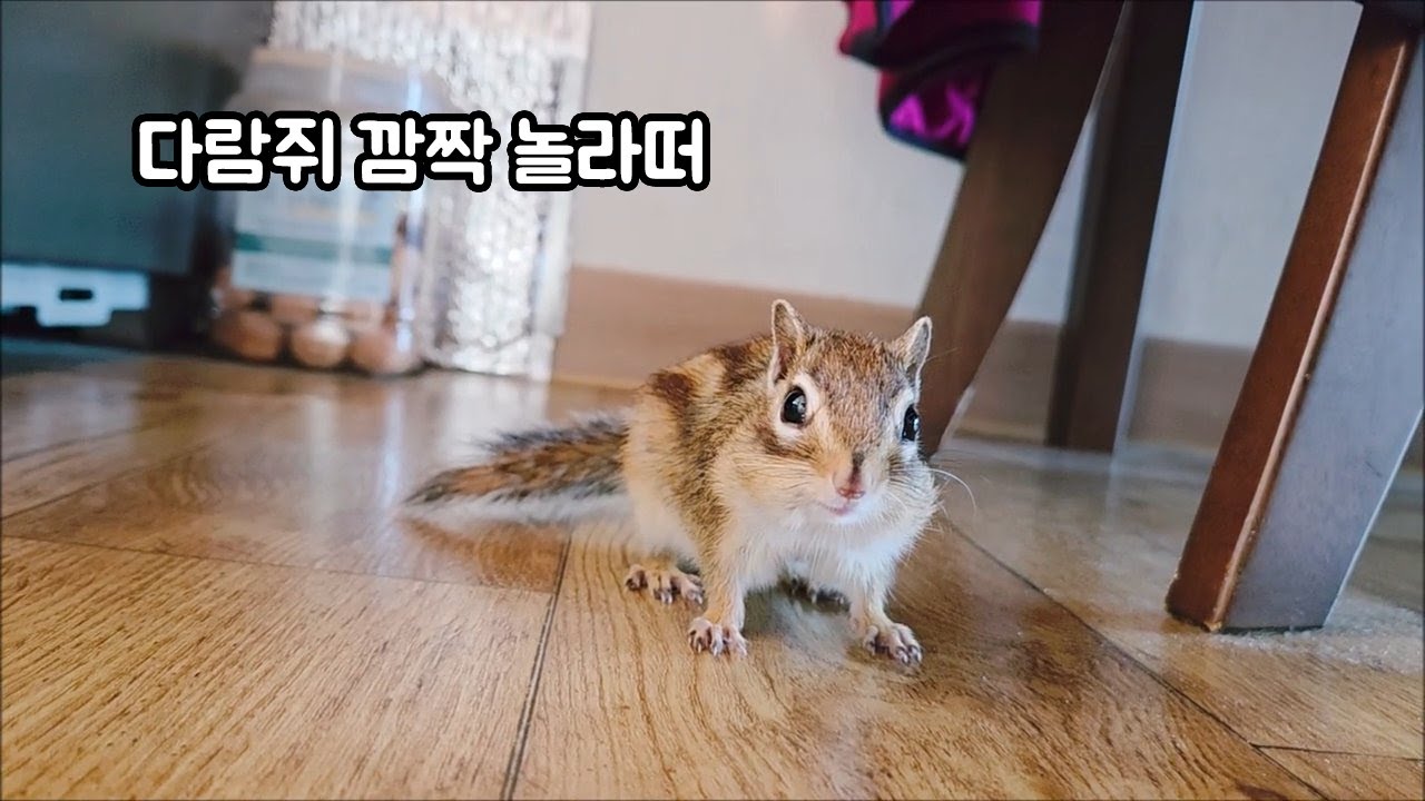 다람쥐 깜짝 놀라떠